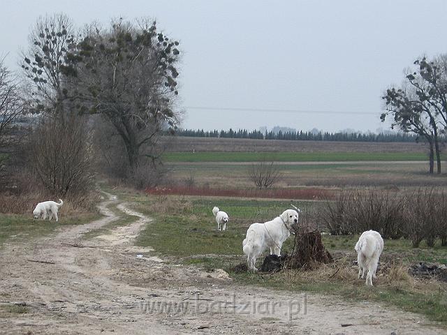 podhalan_9402.jpg - Owczarek Podhalański - KAJA SURMA ze Śnieżnej Uboczy, LAWINA-BUKSA Filos, BAŁAMUTKA BEJA Badziar, PRZYMILNY PERS Badziar