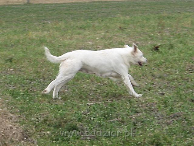 podhalan_9406.jpg - Owczarek Podhalański - BAŁAMUTKA BEJA Badziar