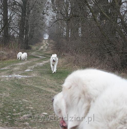 podhalan_9413.jpg - Owczarek Podhalański - KAJA SURMA ze Śnieżnej Uboczy, LAWINA-BUKSA Filos, BAŁAMUTKA BEJA Badziar, PRZYMILNY PERS Badziar