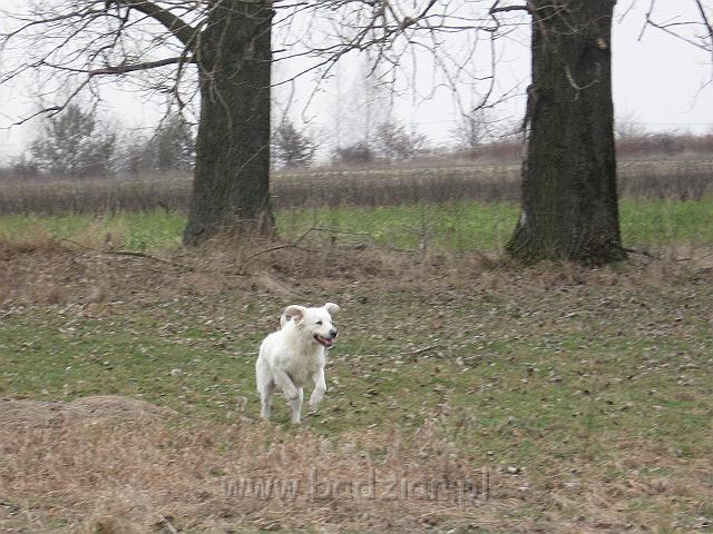 podhalan_9416.jpg - Owczarek Podhalański - BAŁAMUTKA BEJA Badziar