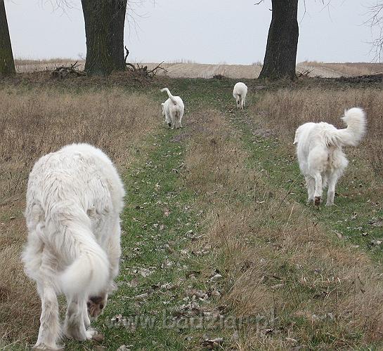 podhalan_9417.jpg - Owczarek Podhalański - KAJA SURMA ze Śnieżnej Uboczy, LAWINA-BUKSA Filos, BAŁAMUTKA BEJA Badziar, PRZYMILNY PERS Badziar