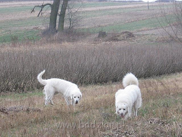 podhalan_9422.jpg - Owczarek Podhalański - BAŁAMUTKA BEJA Badziar, PRZYMILNY PERS Badziar