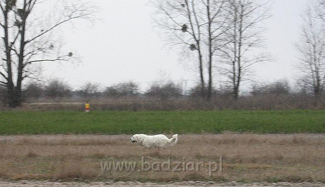 podhalan_9425.jpg - Owczarek Podhalański - PRZYMILNY PERS Badziar