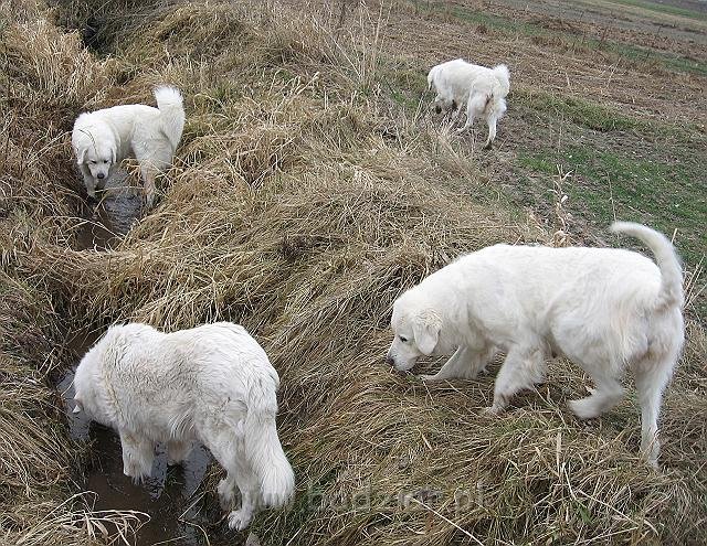 podhalan_9441.jpg - Owczarek Podhalański - KAJA SURMA ze Śnieżnej Uboczy, LAWINA-BUKSA Filos, BAŁAMUTKA BEJA Badziar, PRZYMILNY PERS Badziar