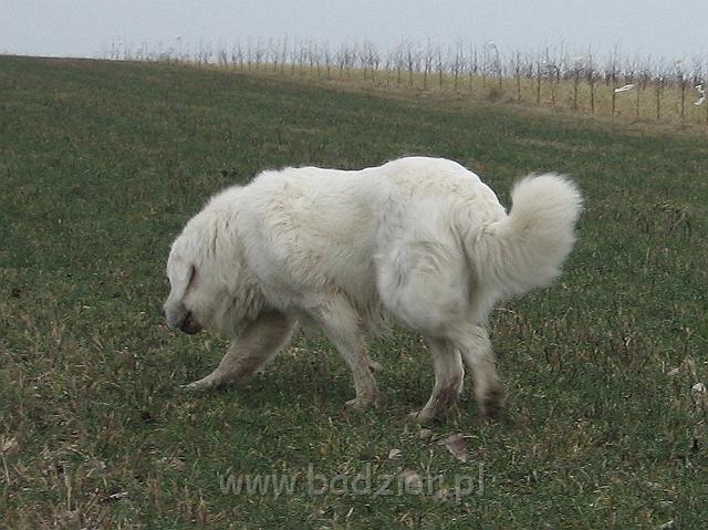 podhalan_9446.jpg - Owczarek Podhalański - PRZYMILNY PERS Badziar