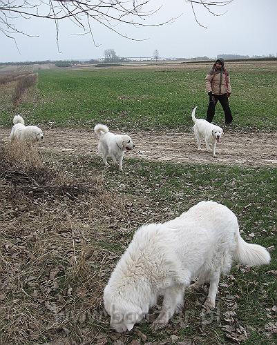 podhalan_9461.jpg - Owczarek Podhalański - KAJA SURMA ze Śnieżnej Uboczy, LAWINA-BUKSA Filos, BAŁAMUTKA BEJA Badziar, PRZYMILNY PERS Badziar