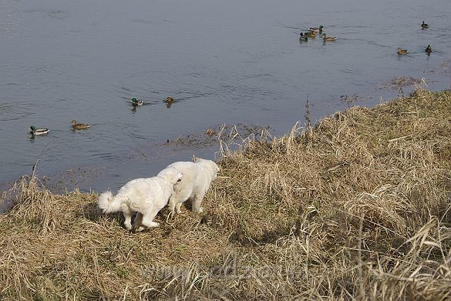 podhalan_05635.jpg - Owczarek Podhalański - KOKIETKA KESSI Badziar i KAMRAT KENAI Badziar