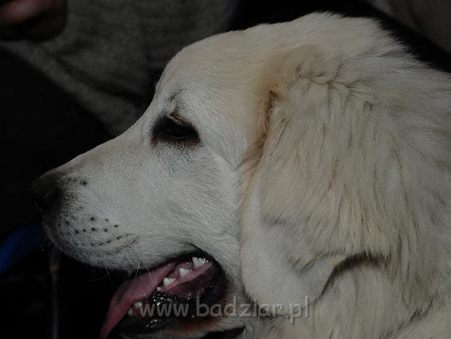 podhalan_6348.jpg - Owczarek Podhalański - KAMRAT KENAI Badziar