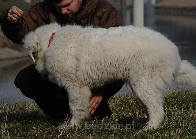 podhalan_6506.jpg - Owczarek Podhalański -  KAMRAT KENAI Badziar