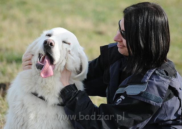 podhalan_6511.jpg - Owczarek Podhalański - PRZEKORNA PROXIMA Badziar