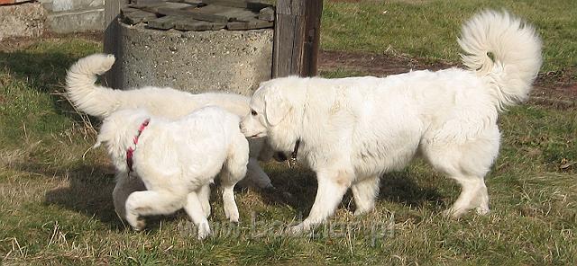 podhalan_9952.jpg - Owczarek Podhalański - PRZEKORNA PROXIMA Badziar, KOKIETKA KESSI Badziar, KAMRAT KENAI Badziar.