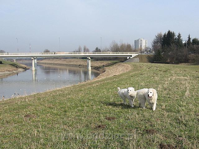podhalan_9961.jpg - Owczarek Podhalański - KOKIETKA KESSI Badziar i KAMRAT KENAI Badziar