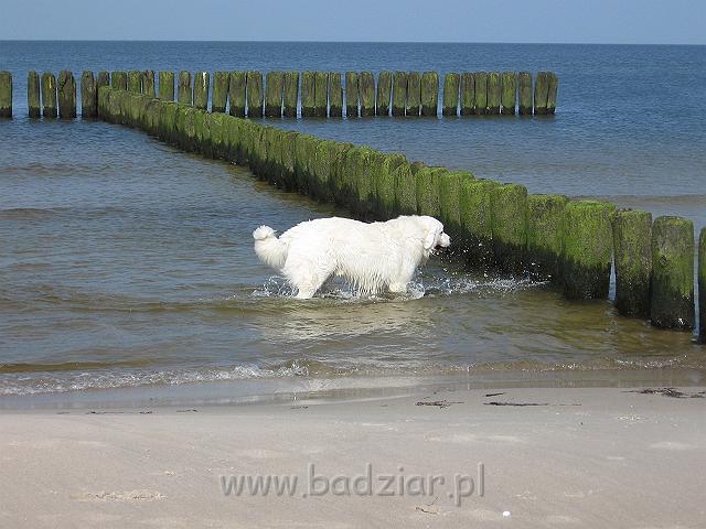 podhalan_0052.jpg - Owczarek Podhalański - PRZYMILNY PERS Badziar