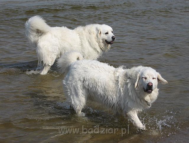 podhalan_0055.jpg - Owczarek Podhalański - PRZYMILNY PERS Badziar i PRZEKORNA PROXIMA Badziar
