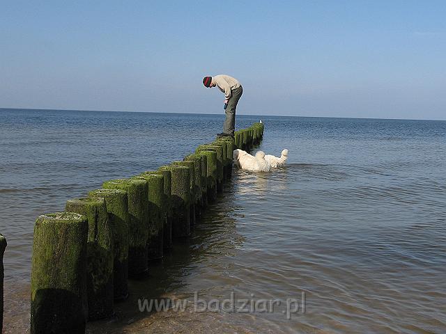 podhalan_0102.jpg - Owczarek Podhalański - PRZYMILNY PERS Badziar i PRZEKORNA PROXIMA Badziar
