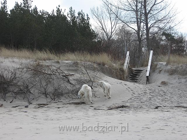 podhalan_0125.jpg - Owczarek Podhalański - PRZYMILNY PERS Badziar i PRZEKORNA PROXIMA Badziar