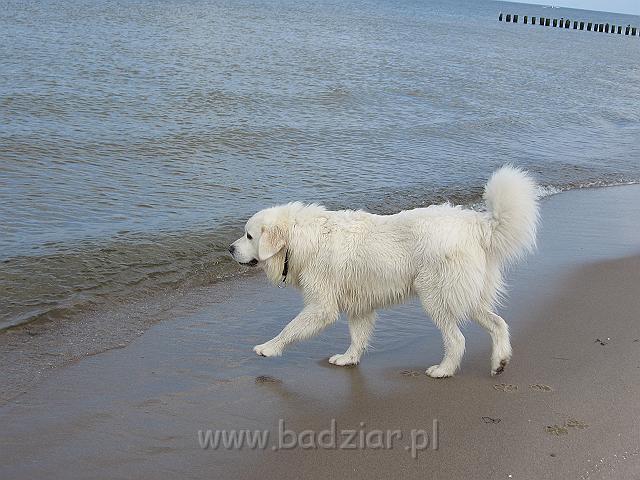 podhalan_0134.jpg - Owczarek Podhalański - PRZYMILNY PERS Badziar