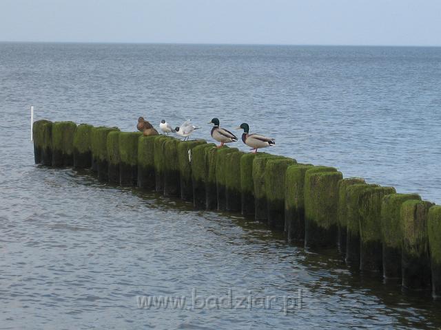 podhalan_0147.jpg