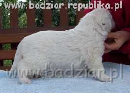 bari006.jpg - Owczarek Podhalański - BASAŁYK BARI Badziar (3 tydzień)