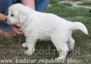 bari008.jpg - Owczarek Podhalański - BASAŁYK BARI Badziar (4 tydzień)