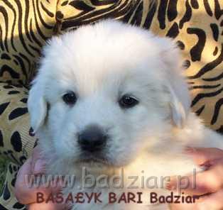 bari009.jpg - Owczarek Podhalański - BASAŁYK BARI Badziar (5 tydzień)