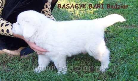 bari010.jpg - Owczarek Podhalański - BASAŁYK BARI Badziar (5 tydzień)