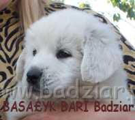 bari011.jpg - Owczarek Podhalański - BASAŁYK BARI Badziar (6 tydzień)