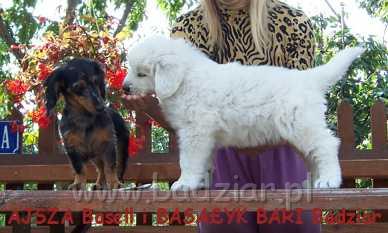 bari012.jpg - Owczarek Podhalański - BASAŁYK BARI Badziar (6 tydzień)