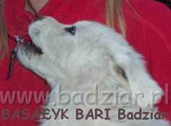 bari013.jpg - Owczarek Podhalański - BASAŁYK BARI Badziar (7 tydzień)