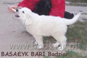 bari014.jpg - Owczarek Podhalański - BASAŁYK BARI Badziar (7 tydzień)