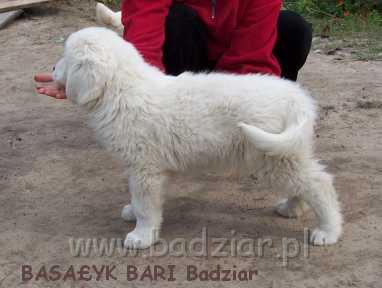 bari015.jpg - Owczarek Podhalański - BASAŁYK BARI Badziar (8 tydzień)