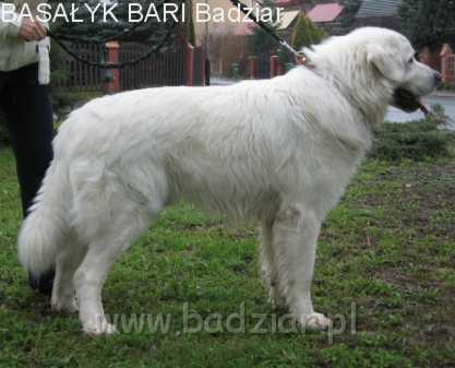 bari017.jpg - Owczarek Podhalański - BASAŁYK BARI Badziar (20 miesięcy)