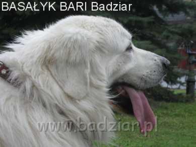 bari018.jpg - Owczarek Podhalański - BASAŁYK BARI Badziar (20 miesięcy)