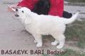 bari014