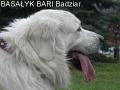 bari018