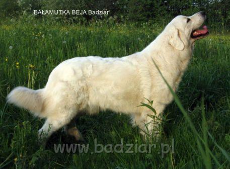 beja001.jpg - Owczarek Podhalański - BAŁAMUTKA BEJA Badziar (2 lata)
