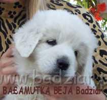beja1011.jpg - Owczarek Podhalański - BAŁAMUTKA BEJA Badziar (6 tydzień)