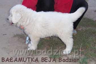 beja1014.jpg - Owczarek Podhalański - BAŁAMUTKA BEJA Badziar (7 tydzień)