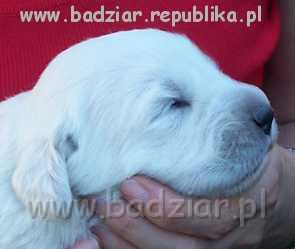 sunia1003.jpg - Owczarek Podhalański - BAŁAMUTKA BEJA Badziar (2 tydzień)