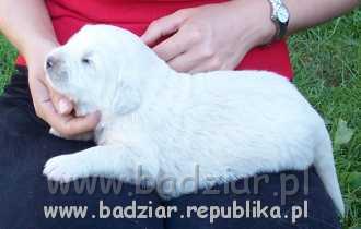 sunia1004.jpg - Owczarek Podhalański - BAŁAMUTKA BEJA Badziar (2 tydzień)