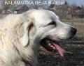 beja002