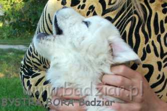 bora1009.jpg - Owczarek Podhalański - BYSTRA BORA Badziar (5 tydzień)
