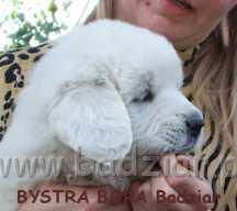 bora1011.jpg - Owczarek Podhalański - BYSTRA BORA Badziar (6 tydzień)