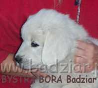 bora1013.jpg - Owczarek Podhalański - BYSTRA BORA Badziar (7 tydzień)