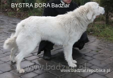bora1016.jpg - Owczarek Podhalański - BYSTRA BORA Badziar (2 lata)