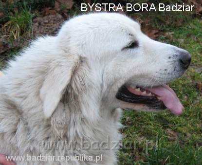 bora1017.jpg - Owczarek Podhalański - BYSTRA BORA Badziar (2 lata)