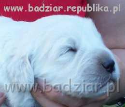 sunia2003.jpg - Owczarek Podhalański - BYSTRA BORA Badziar (2 tydzień)