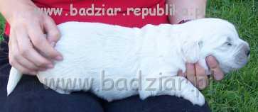 sunia2004.jpg - Owczarek Podhalański - BYSTRA BORA Badziar (2 tydzień)