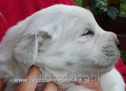 sunia2005.jpg - Owczarek Podhalański - BYSTRA BORA Badziar (3 tydzień)