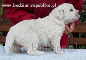 sunia2006.jpg - Owczarek Podhalański - BYSTRA BORA Badziar (3 tydzień)